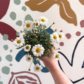 Argyranthemum frutescens 'La Rita White' - White Marguerite Daisy - Sprouts of Bristol