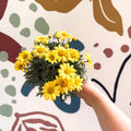 Argyranthemum frutescens 'La Rita Yellow' - Yellow Marguerite Daisy - Sprouts of Bristol
