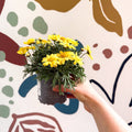 Argyranthemum frutescens 'La Rita Yellow' - Yellow Marguerite Daisy - Sprouts of Bristol