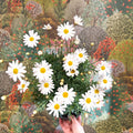 Argyranthemum frutescens - White Marguerite Daisy - Sprouts of Bristol