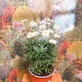 Argyranthemum frutescens - White Marguerite Daisy - Sprouts of Bristol