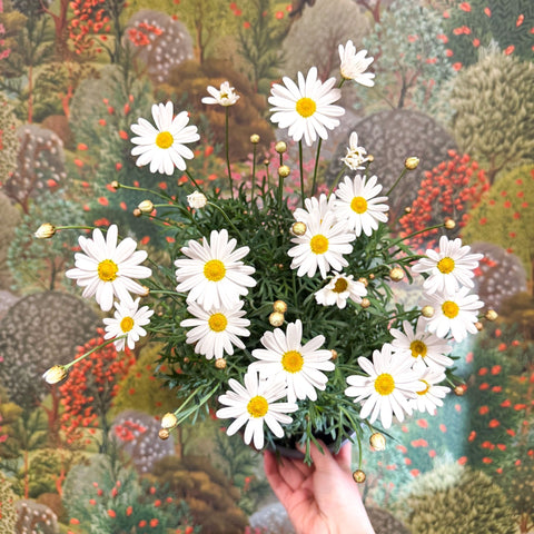 Argyranthemum frutescens - White Marguerite Daisy - Sprouts of Bristol