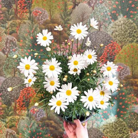 Argyranthemum frutescens - White Marguerite Daisy - Sprouts of Bristol