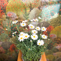 Argyranthemum frutescens - White Marguerite Daisy - Sprouts of Bristol