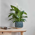 Arles Leaf Embossed Planter in Teal Blue - Sprouts of Bristol