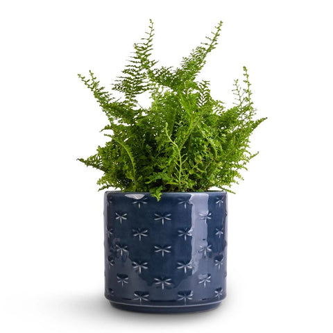 Arley Blue Dragonfly Planter - Sprouts of Bristol