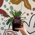 Armeria pseudarmeria 'Ballerina Lilac' - Sea Thrift - British Grown Evergreen Perennial Alpine - Sprouts of Bristol