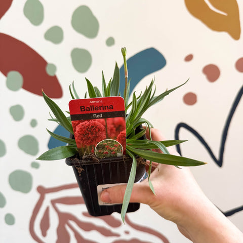 Armeria pseudarmeria 'Ballerina Red' - Sea Thrift - British Grown Evergreen Perennial Alpine - Sprouts of Bristol