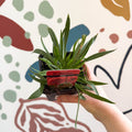 Armeria pseudarmeria 'Ballerina Red' - Sea Thrift - British Grown Evergreen Perennial Alpine - Sprouts of Bristol