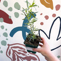Artemisia dracunculus - French Tarragon - Cotswolds Grown Culinary Herbs - Sprouts of Bristol