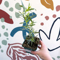 Artemisia dracunculus - French Tarragon - Cotswolds Grown Culinary Herbs - Sprouts of Bristol