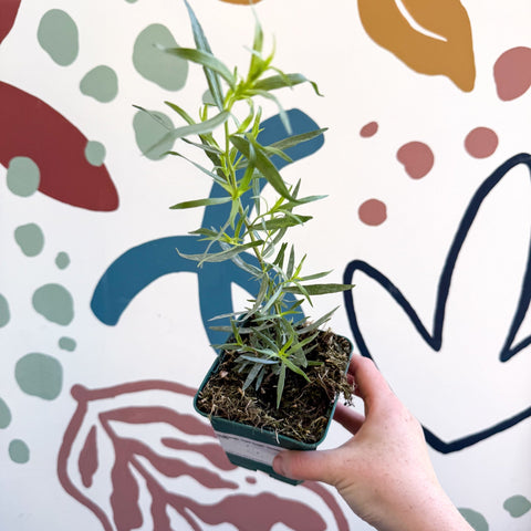 Artemisia dracunculus - French Tarragon - Cotswolds Grown Culinary Herbs - Sprouts of Bristol