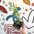 Artemisia dracunculus - French Tarragon - Cotswolds Grown Culinary Herbs - Sprouts of Bristol