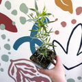 Artemisia dracunculus - French Tarragon - Cotswolds Grown Culinary Herbs - Sprouts of Bristol