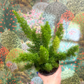 Asparagus densiflorus ‘Meyeri’ – Foxtail Fern - Sprouts of Bristol