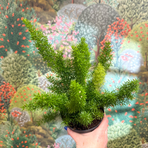 Asparagus densiflorus ‘Meyeri’ – Foxtail Fern - Sprouts of Bristol