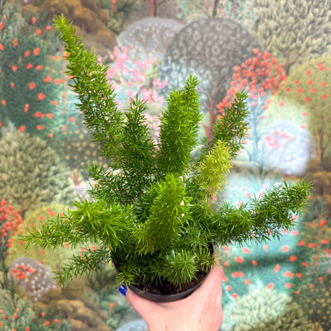 Asparagus densiflorus ‘Meyeri’ – Foxtail Fern - Sprouts of Bristol