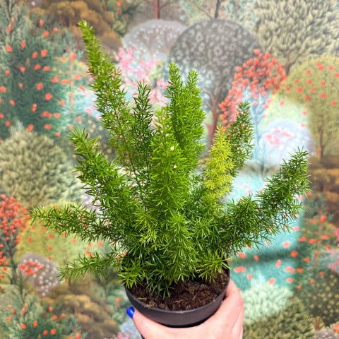 Asparagus densiflorus ‘Meyeri’ – Foxtail Fern - Sprouts of Bristol