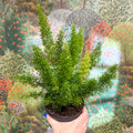 Asparagus densiflorus ‘Meyeri’ – Foxtail Fern - Sprouts of Bristol
