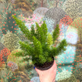 Asparagus densiflorus ‘Meyeri’ – Foxtail Fern - Sprouts of Bristol