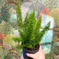 Asparagus densiflorus ‘Meyeri’ – Foxtail Fern - Sprouts of Bristol