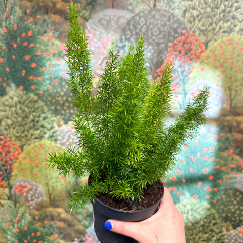 Asparagus densiflorus ‘Meyeri’ – Foxtail Fern - Sprouts of Bristol