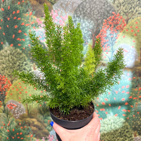 Asparagus densiflorus ‘Meyeri’ – Foxtail Fern - Sprouts of Bristol