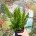Asparagus densiflorus ‘Meyeri’ – Foxtail Fern - Sprouts of Bristol