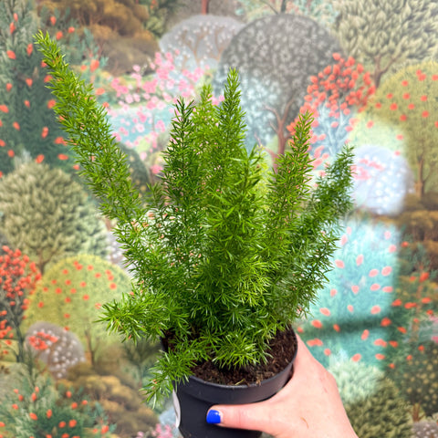 Asparagus densiflorus ‘Meyeri’ – Foxtail Fern - Sprouts of Bristol