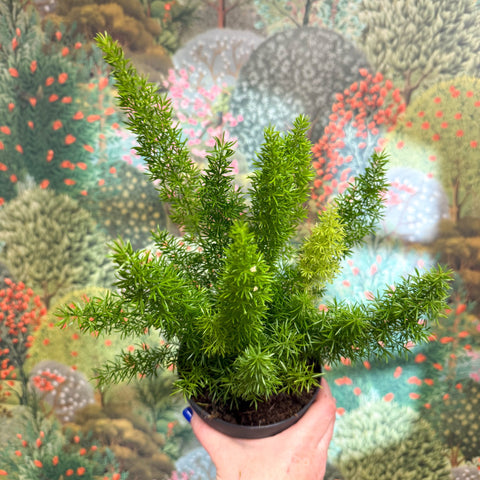 Asparagus densiflorus ‘Meyeri’ – Foxtail Fern - Sprouts of Bristol