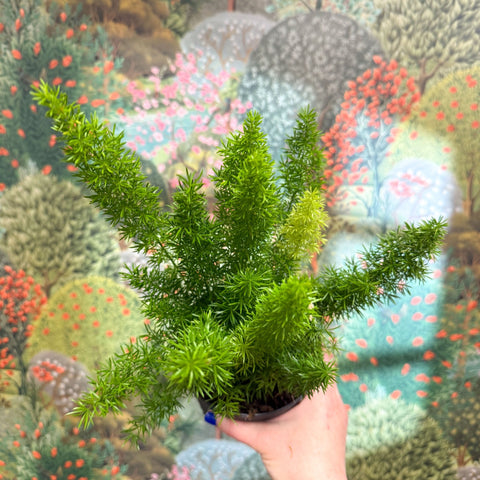 Asparagus densiflorus ‘Meyeri’ – Foxtail Fern - Sprouts of Bristol