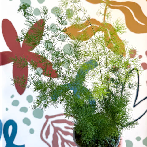 Asparagus umbellatus - Lace Fern - Sprouts of Bristol