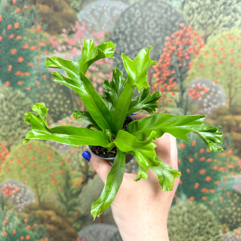 Asplenium antiquum 'Leslie' - Crested Bird's Nest Fern - Sprouts of Bristol