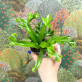 Asplenium antiquum 'Leslie' - Crested Bird's Nest Fern - Sprouts of Bristol
