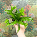 Asplenium antiquum 'Leslie' - Crested Bird's Nest Fern - Sprouts of Bristol