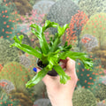 Asplenium antiquum 'Leslie' - Crested Bird's Nest Fern - Sprouts of Bristol