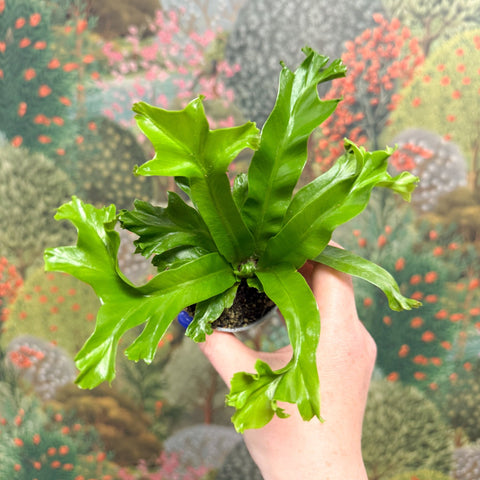 Asplenium antiquum 'Leslie' - Crested Bird's Nest Fern - Sprouts of Bristol