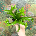 Asplenium antiquum 'Leslie' - Crested Bird's Nest Fern - Sprouts of Bristol