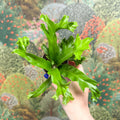 Asplenium antiquum 'Leslie' - Crested Bird's Nest Fern - Sprouts of Bristol