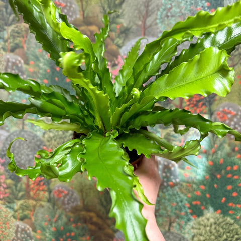Asplenium antiquum 'Osaka' - Japanese Bird's Nest Fern - Sprouts of Bristol