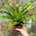 Asplenium antiquum 'Osaka' - Japanese Bird's Nest Fern - Sprouts of Bristol