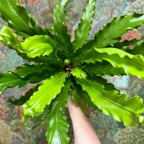 Asplenium antiquum 'Osaka' - Japanese Bird's Nest Fern - Sprouts of Bristol