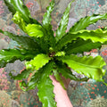 Asplenium antiquum 'Osaka' - Japanese Bird's Nest Fern - Sprouts of Bristol