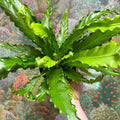 Asplenium antiquum 'Osaka' - Japanese Bird's Nest Fern - Sprouts of Bristol