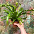 Asplenium antiquum 'Osaka' - Japanese Bird's Nest Fern - Sprouts of Bristol