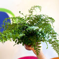Asplenium parvati - Mother Fern - Sprouts of Bristol