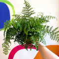 Asplenium parvati - Mother Fern - Sprouts of Bristol