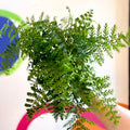 Asplenium parvati - Mother Fern - Sprouts of Bristol