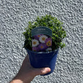 Aster ‘Alpha Universe’ – British Grown Herbaceous Perennial - Sprouts of Bristol