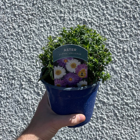 Aster ‘Alpha Universe’ – British Grown Herbaceous Perennial - Sprouts of Bristol